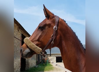 Zangersheider, Stute, 8 Jahre, 170 cm, Brauner
