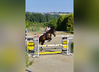 Zangersheider, Stute, 8 Jahre, 170 cm, Brauner