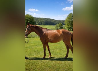 Zangersheider, Stute, 8 Jahre, 170 cm, Fuchs