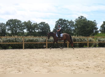 Zangersheider, Stute, 8 Jahre, 173 cm, Rappe