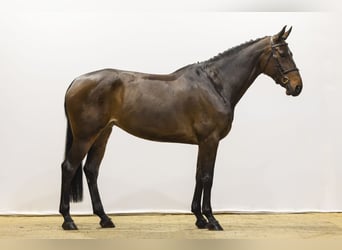 Zangersheider, Stute, 8 Jahre, 173 cm