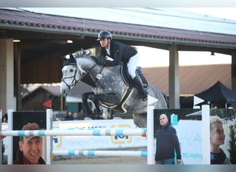 Zangersheider, Stute, 8 Jahre, 175 cm, Apfelschimmel