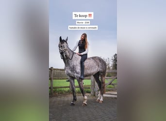 Zangersheider, Stute, 8 Jahre, Schimmel