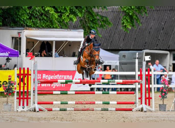 Zangersheider, Stute, 9 Jahre, 164 cm, Brauner