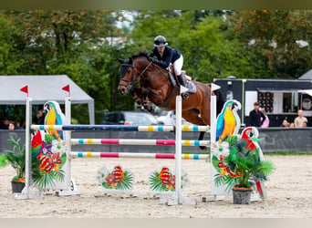 Zangersheider, Stute, 9 Jahre, 165 cm, Rotbrauner