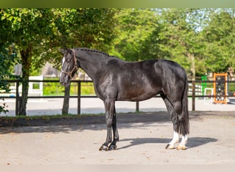 Zangersheider, Stute, 9 Jahre, 171 cm, Rappe
