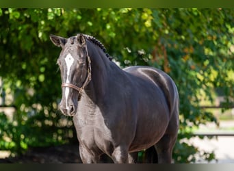 Zangersheider, Stute, 9 Jahre, 171 cm, Rappe