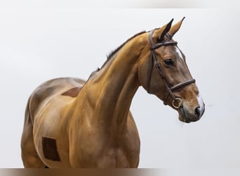 Zangersheider, Stute, 9 Jahre, 172 cm, Brauner