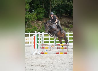 Zangersheider, Stute, 9 Jahre, 172 cm, Dunkelbrauner