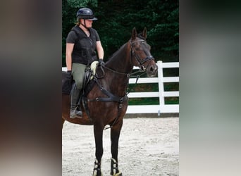 Zangersheider, Stute, 9 Jahre, 172 cm, Dunkelbrauner