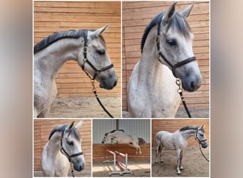 Zangersheider, Stute, 9 Jahre