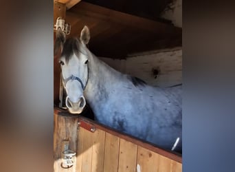 Zangersheider, Stute, 9 Jahre