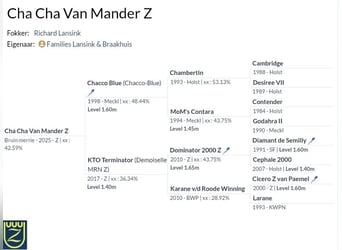Zangersheider, Stute, Fohlen (04/2025), 168 cm, Brauner