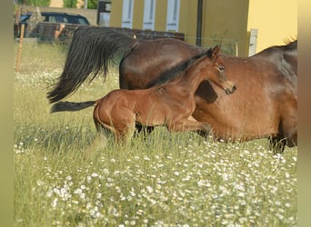 Zangersheider, Stute, , Brauner
