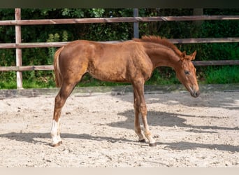 Zangersheider, Stute, Fohlen (05/2026), Fuchs