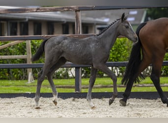 Zangersheider, Stute, Fohlen (03/2026), Schimmel