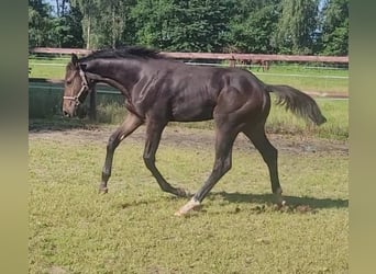 Zangersheider Mix, Stute, Fohlen (04/2025), Schwarzbrauner