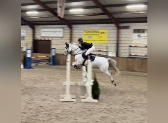 Zangersheider, Valack, 11 år, 165 cm, Grå