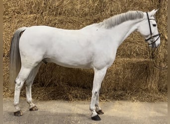 Zangersheider, Valack, 11 år, 165 cm, Grå