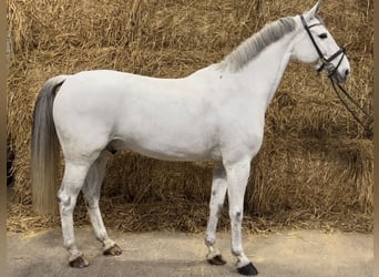 Zangersheider, Valack, 11 år, 165 cm, Grå