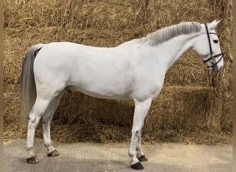 Zangersheider, Valack, 11 år, 165 cm, Grå