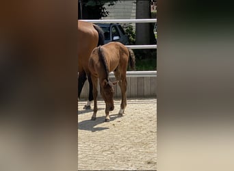 Zangersheider, Valack, 3 år, 164 cm, Brun
