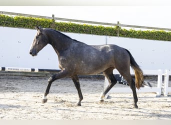 Zangersheider, Wallach, 3 Jahre, 165 cm, Schimmel