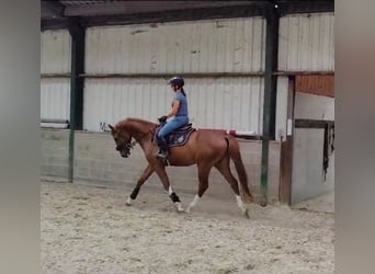 Zangersheider, Valack, 3 år, 166 cm, fux