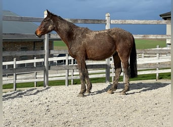 Zangersheider, Valack, 3 år, 169 cm, Mörkbrun