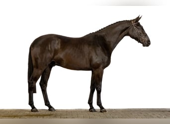 Zangersheider, Valack, 4 år, 166 cm, Mörkbrun