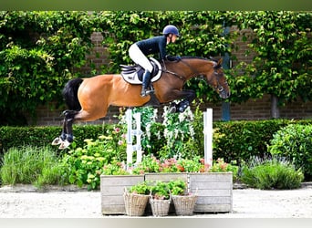 Zangersheider, Valack, 5 år, 164 cm, Mörkbrun