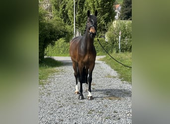Zangersheider, Valack, 9 år, 168 cm, Mörkbrun
