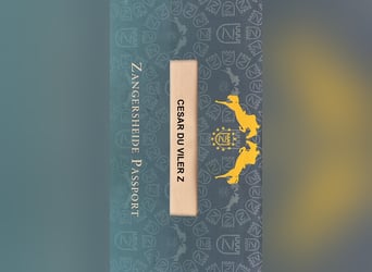 Zangersheider, Wallach, 10 Jahre, 167 cm, Brauner