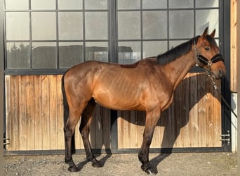 Zangersheider, Wallach, 10 Jahre, 167 cm, Brauner