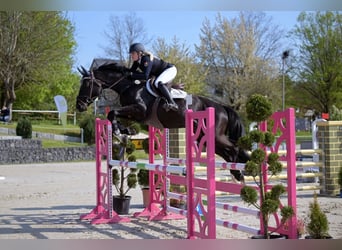 Zangersheider, Wallach, 10 Jahre, 168 cm, Rappe