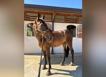 Zangersheider, Wallach, 10 Jahre, 170 cm, Dunkelbrauner