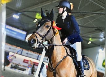 Zangersheider, Wallach, 10 Jahre, 173 cm, Dunkelbrauner