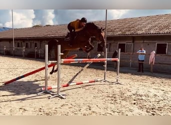 Zangersheider, Wallach, 10 Jahre, 173 cm, Dunkelbrauner