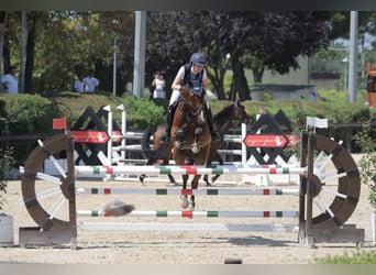 Zangersheider, Wallach, 10 Jahre, 175 cm, Brauner