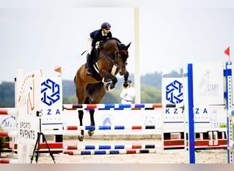 Zangersheider, Wallach, 10 Jahre, 184 cm, Schwarzbrauner