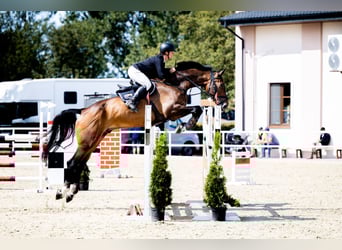 Zangersheider, Wallach, 10 Jahre, 184 cm, Schwarzbrauner