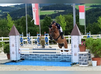Zangersheider, Wallach, 11 Jahre, 170 cm, Brauner