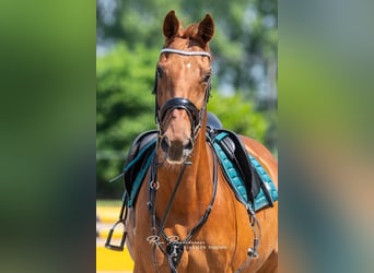 Zangersheider, Wallach, 11 Jahre, 170 cm, Fuchs