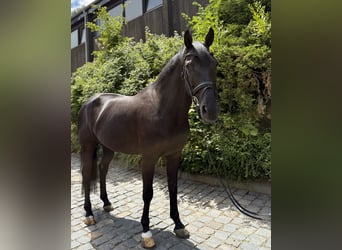 Zangersheider, Wallach, 11 Jahre, 171 cm, Rappe