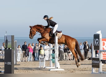 Zangersheider, Wallach, 11 Jahre, 172 cm, Fuchs