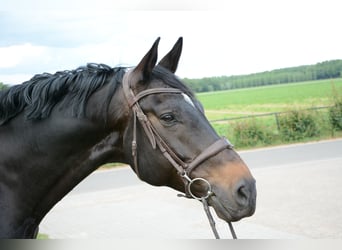 Zangersheider, Wallach, 11 Jahre, 173 cm, Dunkelbrauner