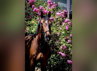 Zangersheider, Wallach, 11 Jahre, 174 cm, Brauner