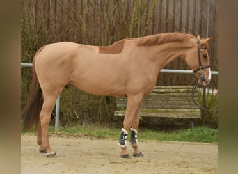 Zangersheider, Wallach, 11 Jahre, 174 cm, Fuchs