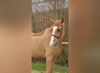 Zangersheider, Wallach, 11 Jahre, 174 cm, Fuchs