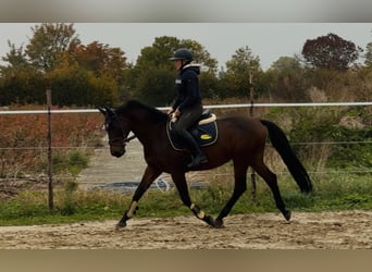 Zangersheider, Wallach, 12 Jahre, 160 cm, Brauner